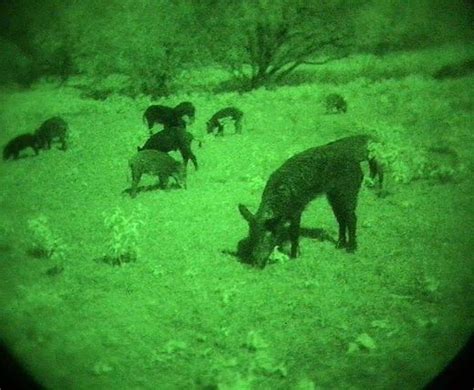 cheap hog hunts near san antonio